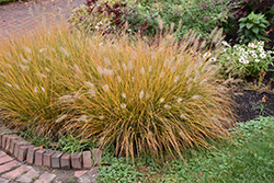 Hameln Dwarf Fountain Grass (Pennisetum alopecuroides 'Hameln') at English Gardens