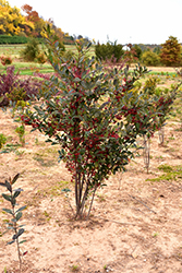 Brilliantissima Red Chokeberry (Aronia arbutifolia 'Brilliantissima') at English Gardens