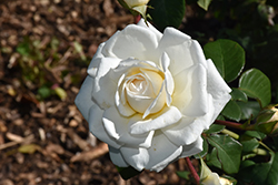 Cloud 10 Rose (Rosa 'Radclean') at English Gardens