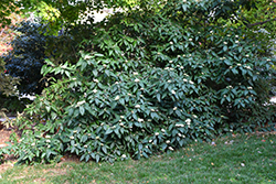 Alleghany Viburnum (Viburnum x rhytidophylloides 'Alleghany') at English Gardens