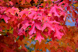 Fall Fiesta Sugar Maple (Acer saccharum 'Bailsta') at English Gardens