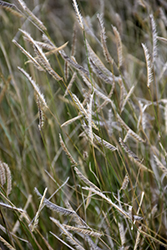 Blonde Ambition Blue Grama Grass (Bouteloua gracilis 'Blonde Ambition') at English Gardens