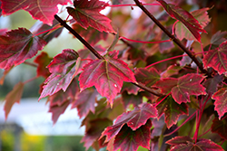 Brandywine Red Maple (Acer rubrum 'Brandywine') at English Gardens