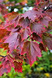 Red Sunset Red Maple (Acer rubrum 'Franksred') at English Gardens