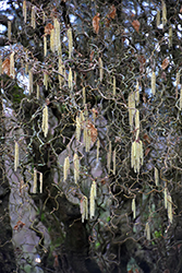 Harry Lauder's Walking Stick (Corylus avellana 'Contorta') at English Gardens