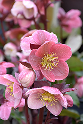 Pink Frost Hellebore (Helleborus 'COSEH 710') at English Gardens