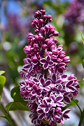 Sensation Lilac (Syringa vulgaris 'Sensation') at English Gardens