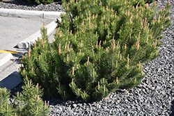 Dwarf Mugo Pine (Pinus mugo var. pumilio) at English Gardens