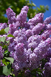 Common Lilac (Syringa vulgaris) at English Gardens