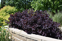 Royal Purple Smokebush (Cotinus coggygria 'Royal Purple') at English Gardens
