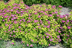 Double Play Gold Spirea (Spiraea japonica 'Yan') at English Gardens