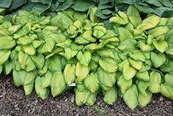 Stained Glass Hosta (Hosta 'Stained Glass') at English Gardens