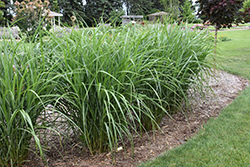 Malepartus Maiden Grass (Miscanthus sinensis 'Malepartus') at English Gardens
