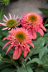 Double Scoop Cranberry Coneflower (Echinacea 'Balscanery') at English Gardens