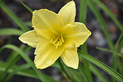 Happy Ever Appster Big Time Happy Daylily (Hemerocallis 'Big Time Happy') at English Gardens