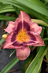Happy Ever Appster Just Plum Happy Daylily (Hemerocallis 'Just Plum Happy') at English Gardens