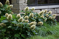 Munchkin Hydrangea (Hydrangea quercifolia 'Munchkin') at English Gardens