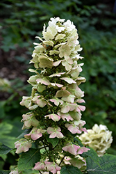 Munchkin Hydrangea (Hydrangea quercifolia 'Munchkin') at English Gardens