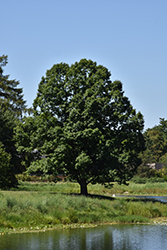 English Oak (Quercus robur) at English Gardens