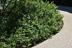 Gro-Low Fragrant Sumac (Rhus aromatica 'Gro-Low') at English Gardens