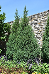 Star Power Juniper (Juniperus 'J.N. Select Blue') at English Gardens
