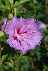 Lavender Chiffon Rose Of Sharon (Hibiscus syriacus 'Notwoodone') at English Gardens