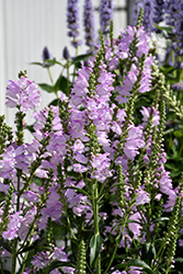 Pink Manners Obedient Plant (Physostegia virginiana 'Pink Manners') at English Gardens