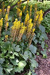 The Rocket Rayflower (Ligularia 'The Rocket') at English Gardens