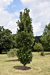 Regal Prince English Oak (Quercus 'Regal Prince') at English Gardens