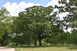 White Oak (Quercus alba) at English Gardens