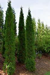 Thin Man Arborvitae (Thuja occidentalis 'SMTOTM') at English Gardens
