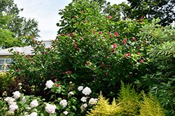 Aphrodite Sweetshrub (Calycanthus 'Aphrodite') at English Gardens