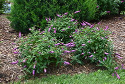 Lo & Behold Pink Micro Chip Butterfly Bush (Buddleia 'Pink Micro Chip') at English Gardens