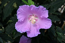 Pollypetite Rose Of Sharon (Hibiscus 'Pollypetite') at English Gardens