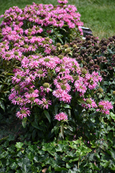 Pardon My Pink Beebalm (Monarda didyma 'Pardon My Pink') at English Gardens