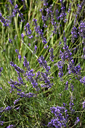 Phenomenal Lavender (Lavandula x intermedia 'Phenomenal') at English Gardens