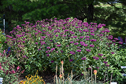 Purple Rooster Beebalm (Monarda 'Purple Rooster') at English Gardens