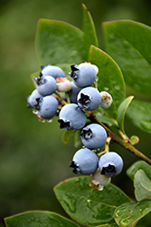 Northblue Blueberry (Vaccinium 'Northblue') at English Gardens