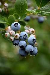 Duke Blueberry (Vaccinium corymbosum 'Duke') at English Gardens
