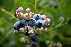 Top Hat Blueberry (Vaccinium corymbosum 'Top Hat') at English Gardens