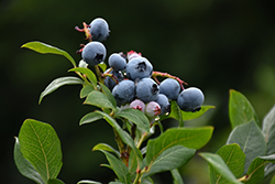 Northland Blueberry (Vaccinium corymbosum 'Northland') at English Gardens