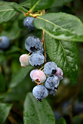 Blue Jay Blueberry (Vaccinium corymbosum 'Blue Jay') at English Gardens