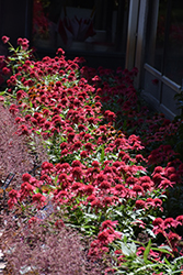 Double Scoop Raspberry Coneflower (Echinacea 'Balsceras') at English Gardens