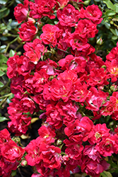 Red Drift Rose (Rosa 'Meigalpio') at English Gardens
