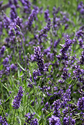 SuperBlue Lavender (Lavandula angustifolia 'SuperBlue') at English Gardens