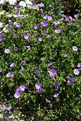 Azure Rush Cranesbill (Geranium 'Azure Rush') at English Gardens