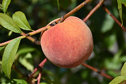 Redhaven Peach (Prunus persica 'Redhaven') at English Gardens