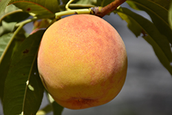 Reliance Peach (Prunus persica 'Reliance') at English Gardens