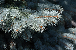 Baby Blue Blue Spruce (Picea pungens 'Baby Blue') at English Gardens