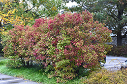 Autumn Jazz Viburnum (Viburnum dentatum 'Ralph Senior') at English Gardens